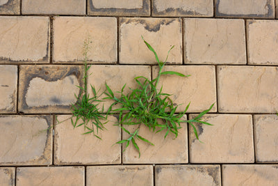 How to Stop Weeds in Block Paving
