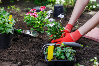 Ways to Easily Update Your Garden