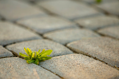 How to Remove Weeds from Your Patio or Driveway