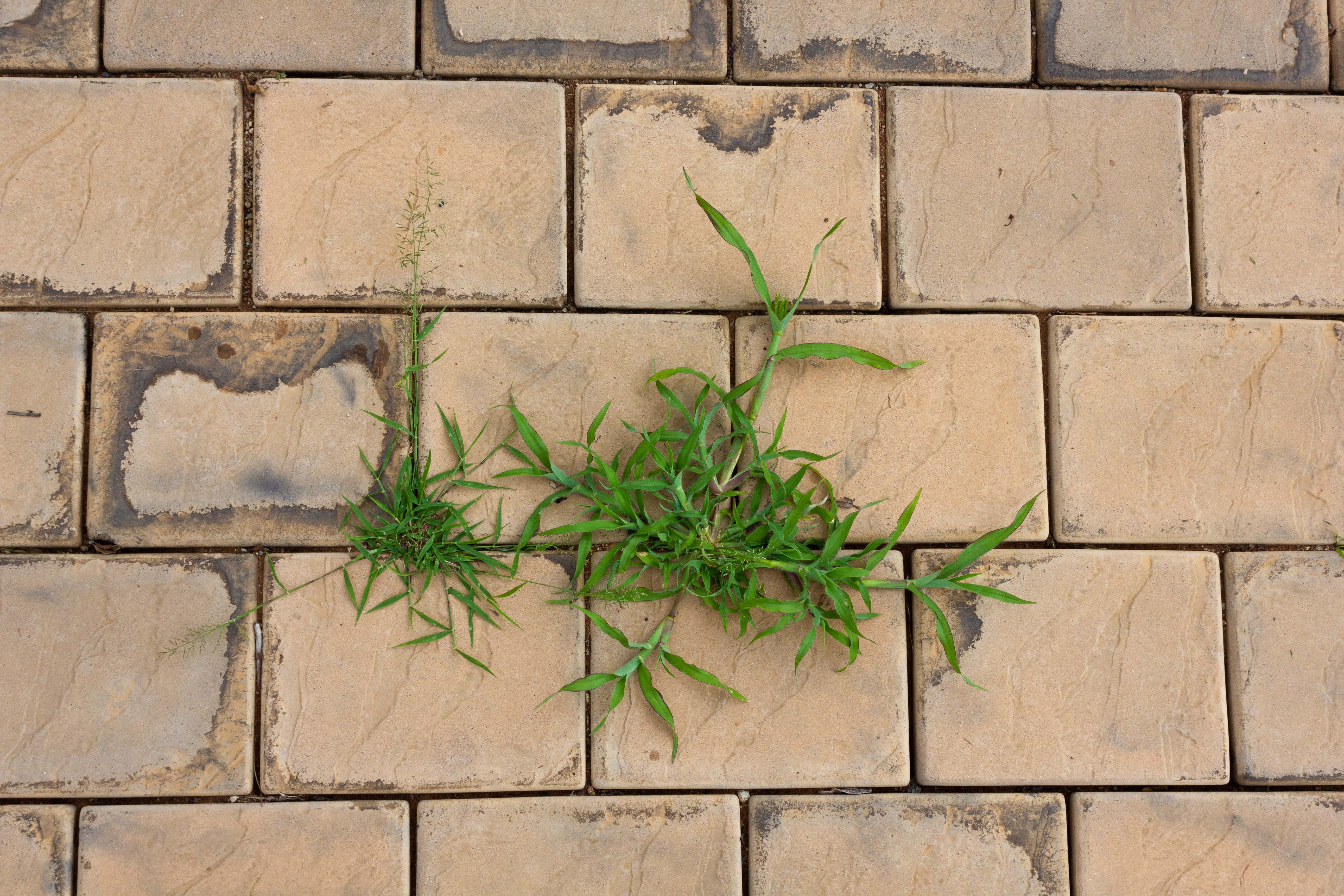 Tips For Weeding A Patio or Driveways