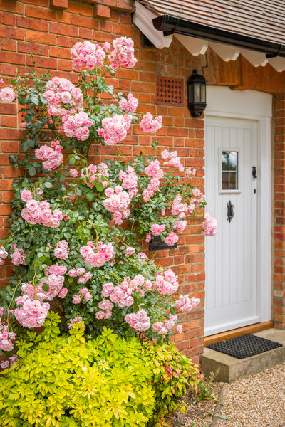 Revitalise Your Curb Appeal: A Guide to Giving Your Front Garden a Refresh